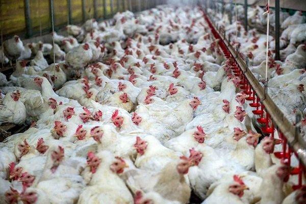 دلایل گرانی مرغ در بازار، از حضور دلالان تا گرانی حمل و نقل