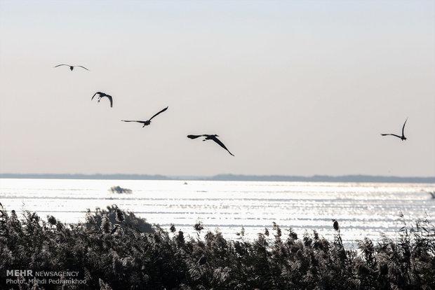سرشماری پرندگان آبزی و کنار آبزی تالاب ها در همدان خاتمه یافت