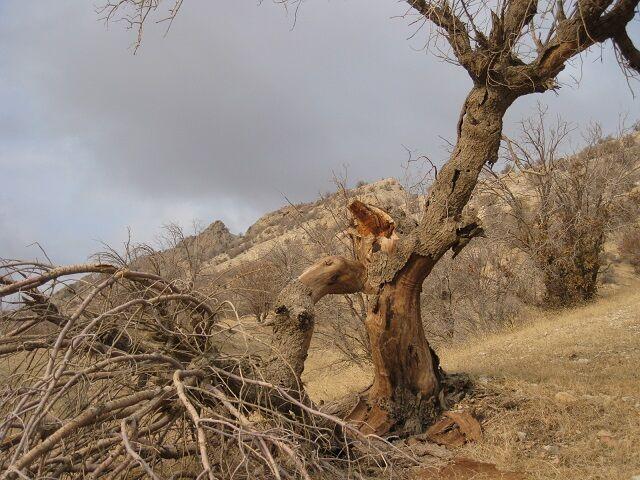 خبرنگاران خشکیدگی درختان بلوط در منطقه حفاظت شده خاییز کنترل شد