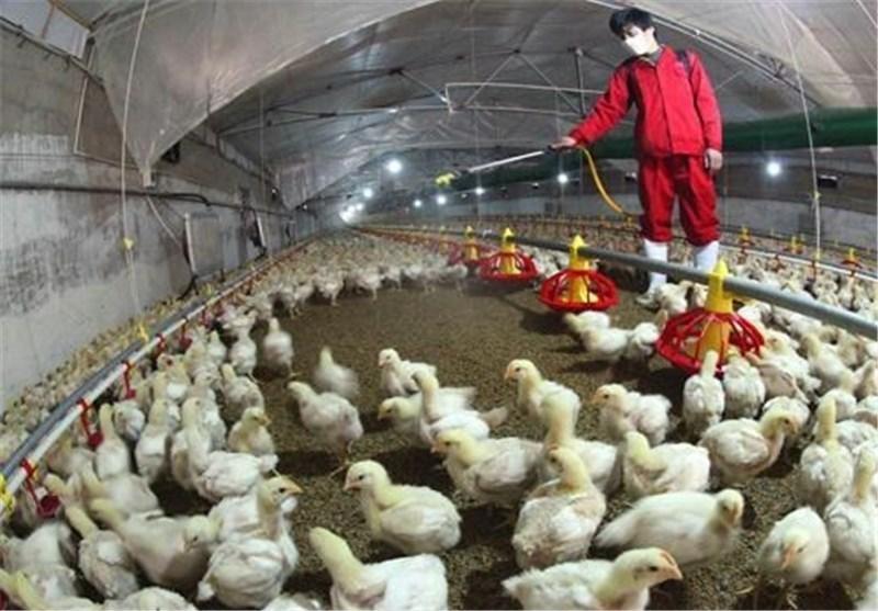 گزارش 4 مورد دیگر از ابتلا به آنفلوانزای مرغی در چین