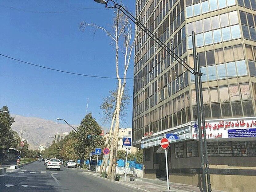 ورود محیط زیست به موضوع خشک شدن چنارهای خیابان ولیعصر