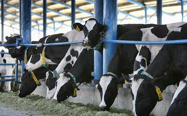 استفاده از نژادهای دومنظوره گاو برای افزایش بهره وری استفاده از نژادهای دومنظوره گاو برای افزایش بهره وری