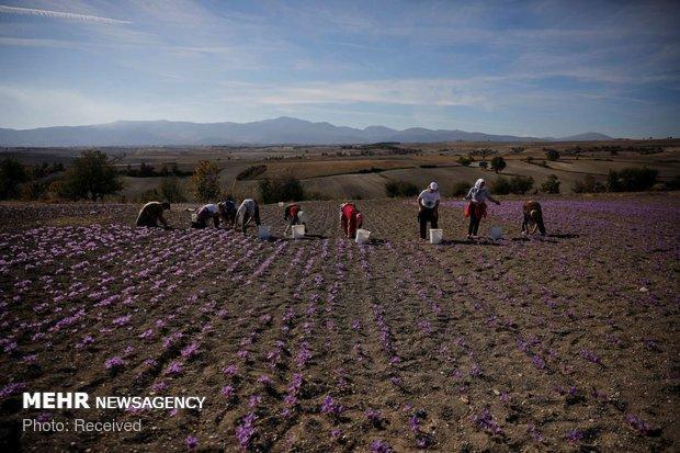 فراوری 92درصدی زعفران دنیا توسط ایران، خام فروشی380میلیون دلاری
