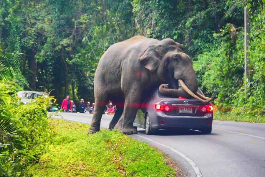 عکس روز: فیلی که ماشین را له می نماید