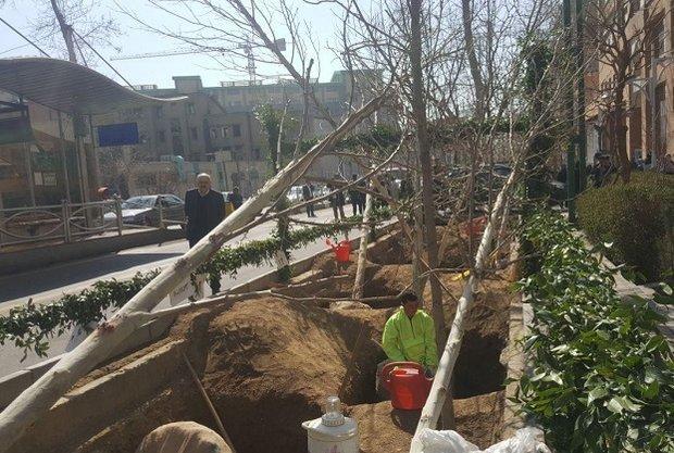 اتمام طرح کاشت هزار اصله در خیابان ولیعصر تا انتهای امسال
