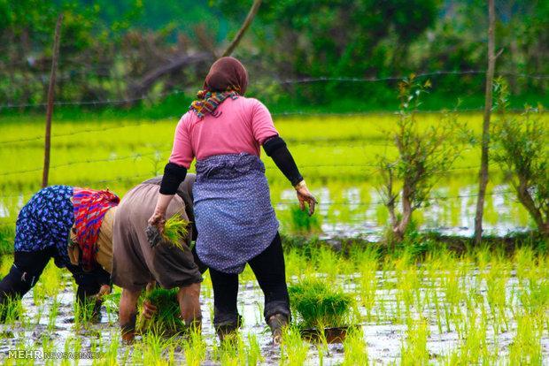 تشکل های زنان روستایی تقویت شوند تشکل های زنان روستایی تقویت شوند