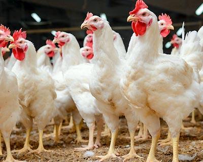بازار مرغ تعریفی ندارد ، بحران کرونا عامل اصلی زیان مرغداران