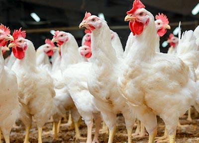 بازار مرغ تعریفی ندارد ، بحران کرونا عامل اصلی زیان مرغداران
