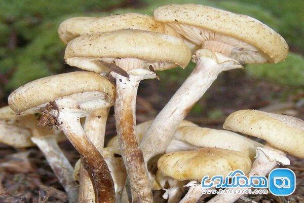 مراقب قارچ های سمی باشید!