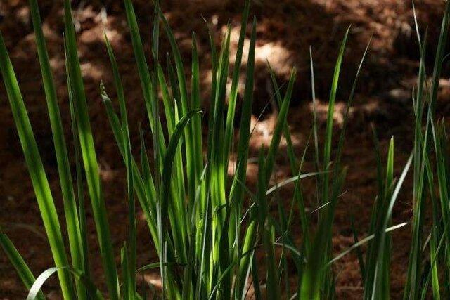 تنش آب باعث کاهش ویژگی های کمی و کیفی گیاه می گردد