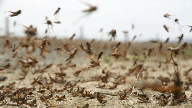 ورود موج اصلی ملخ های صحرایی تا 10 روز دیگر ورود موج اصلی ملخ های صحرایی تا 10 روز دیگر
