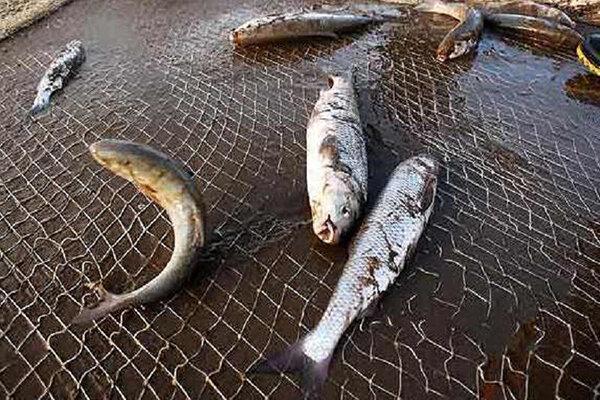 مسائل پرورش دهندگان ماهی در سپیدان برطرف می شود