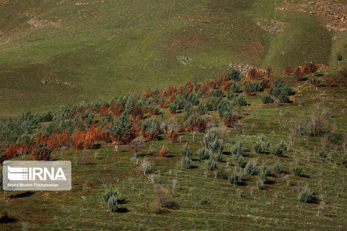 خبرنگاران ایجاد کمربند محافظتی در عرصه های طبیعی پرتخریب خبرنگاران ایجاد کمربند محافظتی در عرصه های طبیعی پرتخریب خراسان شمالی