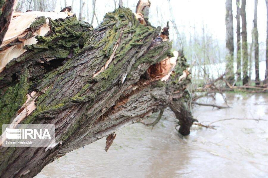 تندباد خلخال را درنوردید