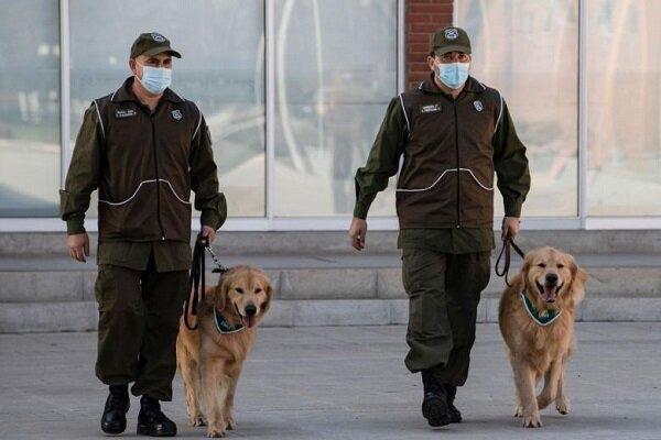 پلیس شیلی برای تشخیص افراد مبتلا به کرونا از سگ استفاده می نماید