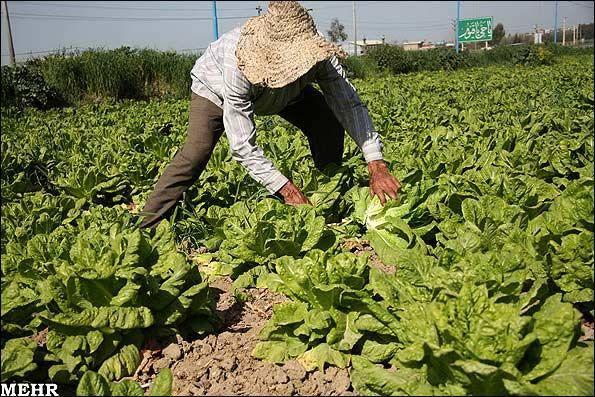 افزایش سرسام آور نهاده های کشاورزی