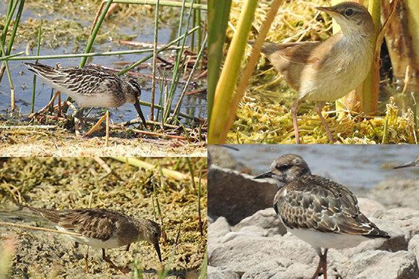 تالاب گندمان مأوای امن پرندگان ، ثبت مشاهده 4 گونه پرنده جدید