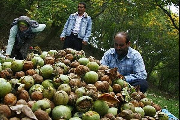 دست گردوکاران در پوست گردو ماند دست گردوکاران در پوست گردو ماند