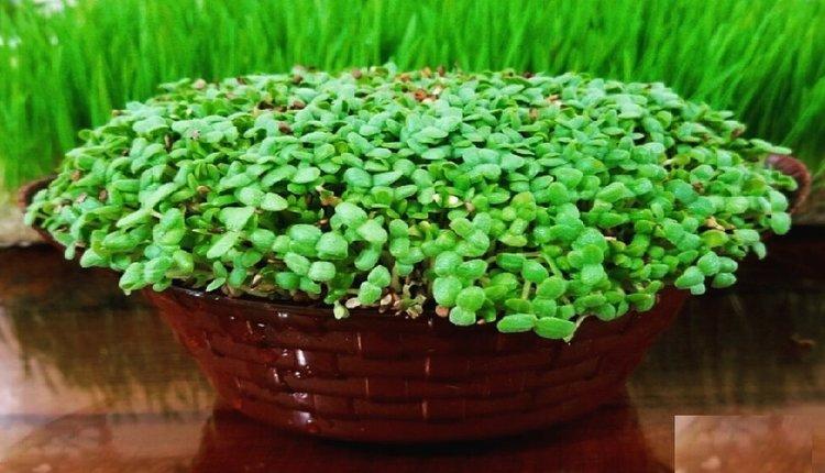 آموزش کاشت سبزه کنجد پرپشت و زیبا برای عید نوروز آموزش کاشت سبزه کنجد پرپشت و زیبا برای عید نوروز