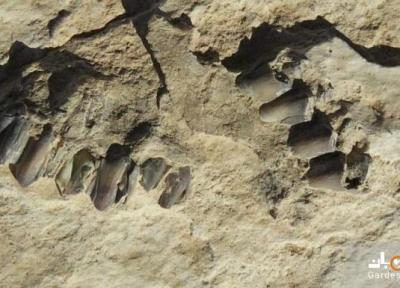 کشف ردپا 120 هزار ساله انسان در شمال عربستان سعودی