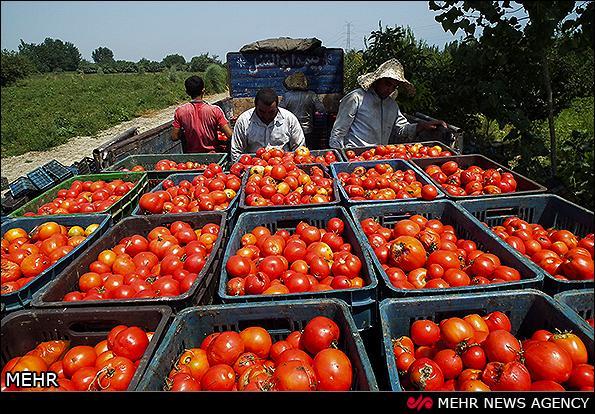 گرانی 40 درصدی قیمت گوجه و پیاز