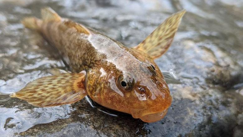 عملیات نجات ماهی 65 میلیون ساله در کف رودخانه والسان رومانی