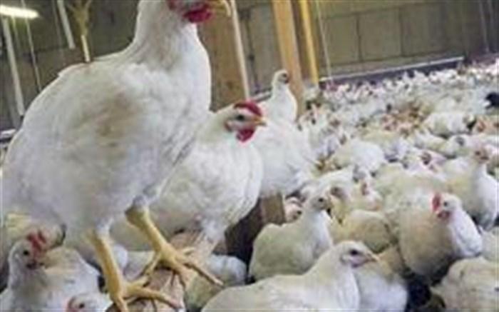 عرضه مرغ با قیمت سلیقه ای در خرده فروشی ها عرضه مرغ با قیمت سلیقه ای در خرده فروشی ها