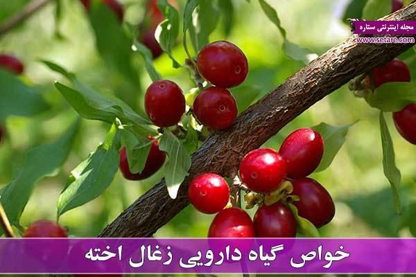خواص زغال اخته در درمان انواع بیماری ها خواص زغال اخته در درمان انواع بیماری ها