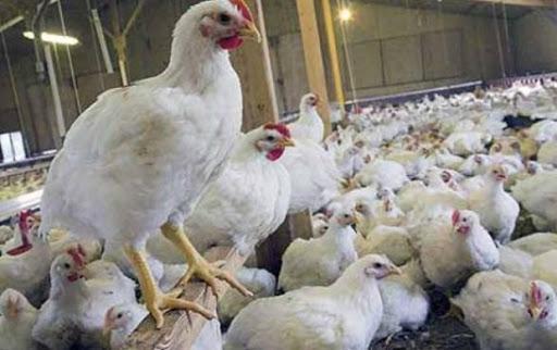 طهماسبی: مرغ سایز سالم تر است و صرفه اقتصادی بیشتری برای تولیدکننده دارد خبرنگاران