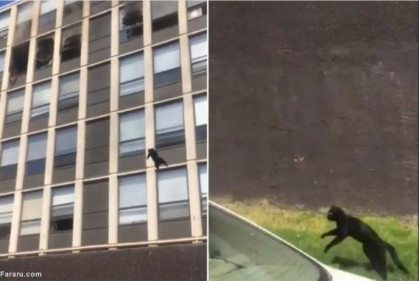 (ویدئو) پرش گربه از طبقه پنجم ساختمان در حال سوختن
