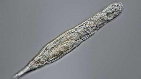 کشف گونه ای 24 هزار ساله در سیبری