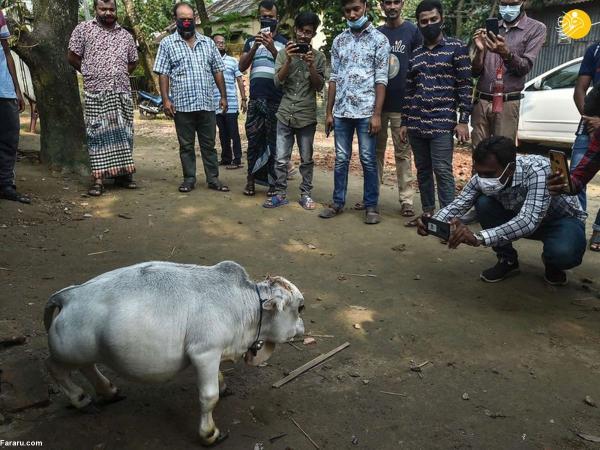(تصاویر) اشتیاق تماشای کوتاه قامت ترین گاو دنیا!