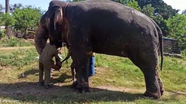 (ویدئو) گرفتن تست کرونا از فیل ها
