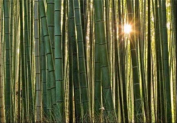 تصاویری بسیار زیبا از جنگل بامبو در ژاپن