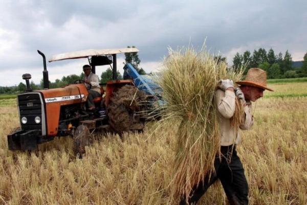 نرخ خرید تضمینی 47 محصول کشاورزی برای سال زراعی آینده