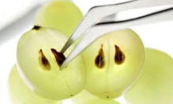 عوارض جانبی عصاره هسته انگور
