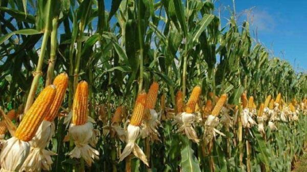 برداشت ذرت علوفه ای در مشهد به ایستگاه پایانی نزدیک می شود