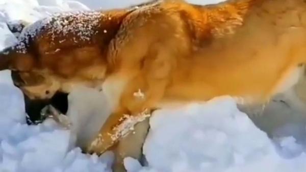 خشک شدن یک سگ در سرمای بی سابقه هوا