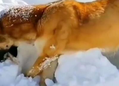 خشک شدن یک سگ در سرمای بی سابقه هوا