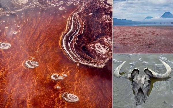 دریاچه ای عجیب و غریب در تانزانیا که هر موجودی را به سنگ تبدیل می نماید