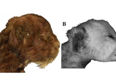 کشف بی سابقه یک بچه گربه دندان خنجری 35 هزار ساله در پرمافراست سیبری