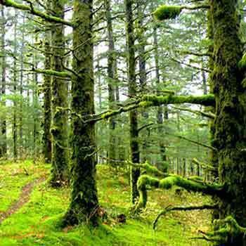 آشنایی با جنگل های ایران